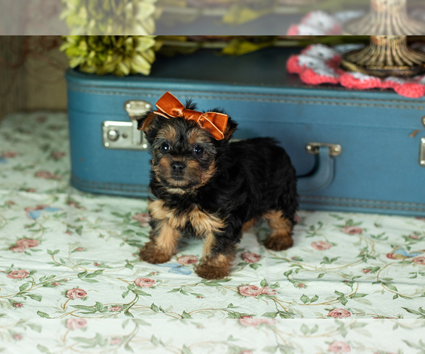 Medium Photo #1 Yorkshire Terrier Puppy For Sale in NAPPANEE, IN, USA