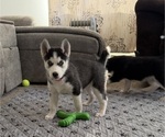 Small #1 Siberian Husky