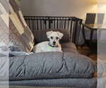 Small #2 Maltese Mix