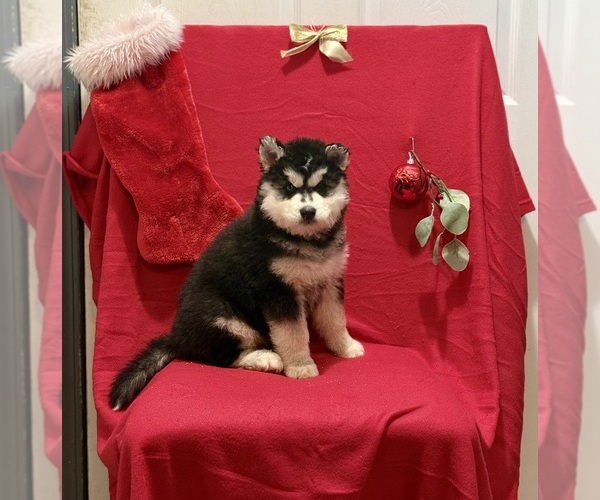 Medium Photo #3 Siberian Husky Puppy For Sale in ALTON, IL, USA