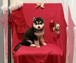 Small Photo #13 Siberian Husky Puppy For Sale in ALTON, IL, USA