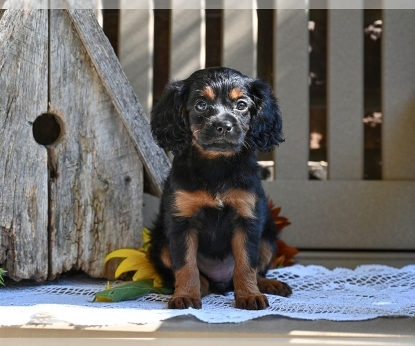 Medium Photo #3 Cavapoo Puppy For Sale in MILLERSBURG, OH, USA