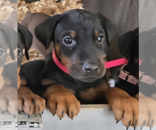 Medium Photo #20 Doberman Pinscher Puppy For Sale in BEGGS, OK, USA
