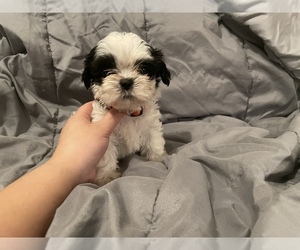 Shih Tzu Puppy for sale in VISALIA, CA, USA