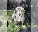 Small Photo #12 Border Collie-Golden Retriever Mix Puppy For Sale in OVERLAND PARK, KS, USA
