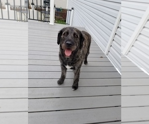 Mother of the Labradoodle puppies born on 12/13/2023