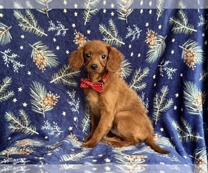 Cavapoo Puppy for sale in LAKELAND, FL, USA