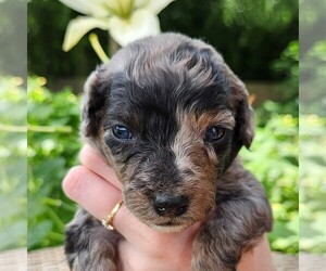 Aussiedoodle Miniature  Puppy for sale in COLUMBIA, TN, USA