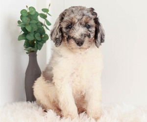 Poodle (Standard) Puppy for Sale in KILLINGER, Pennsylvania USA