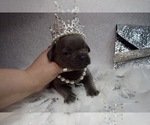 Small Photo #8 French Bulldog Puppy For Sale in HAYWARD, CA, USA