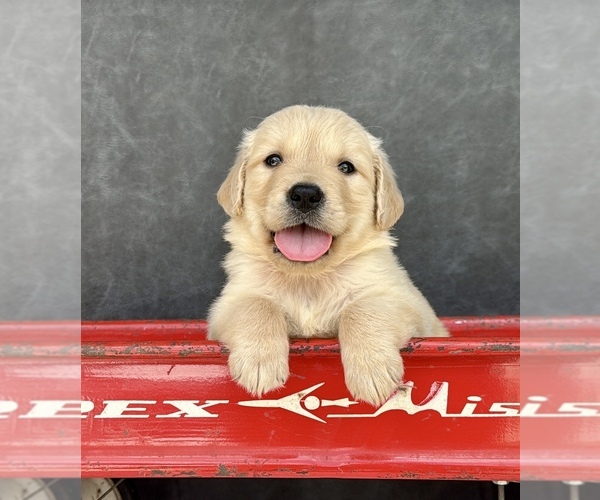 Medium Photo #10 Golden Retriever Puppy For Sale in OCALA, FL, USA