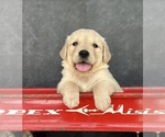 Small #9 Golden Retriever