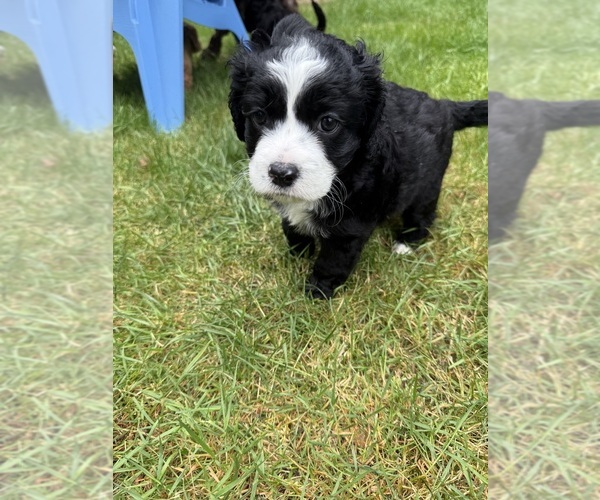 Medium Photo #2 Cocker Spaniel-Sheepadoodle Mix Puppy For Sale in SAMMAMISH, WA, USA