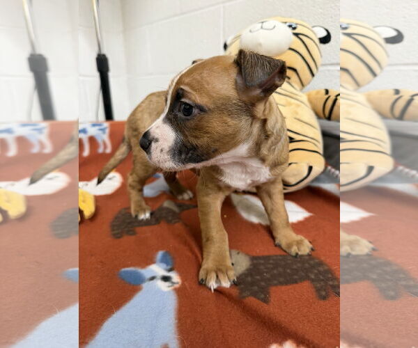 Medium Photo #2 Boxador Puppy For Sale in York, SC, USA