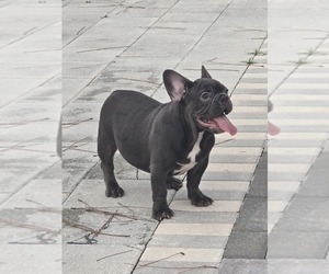 French Bulldog Puppy for sale in NORTH PORT, FL, USA