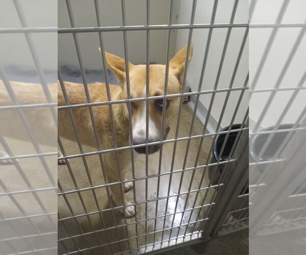 Medium Photo #3 Huskies -Unknown Mix Puppy For Sale in Pierceton , IN, USA