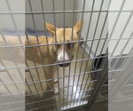 Small #2 Huskies  Mix