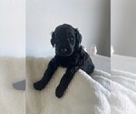 Puppy 7 Goldendoodle