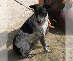 Small #2 German Shepherd Dog-German Shorthaired Pointer Mix