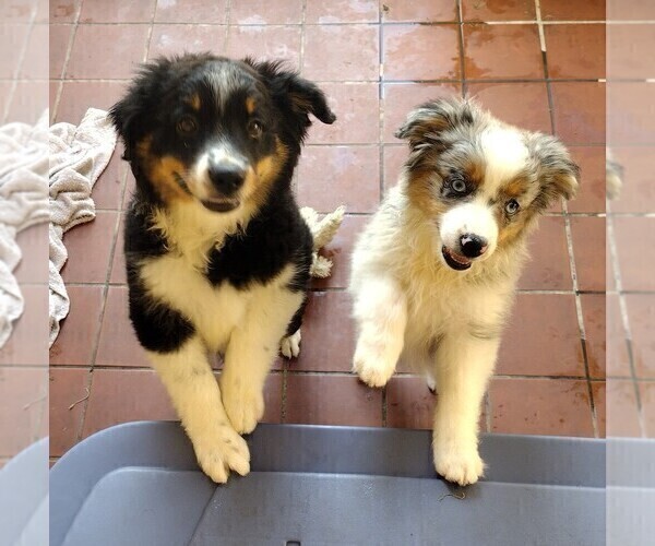 Medium Photo #1 Australian Shepherd Puppy For Sale in LA MIRADA, CA, USA
