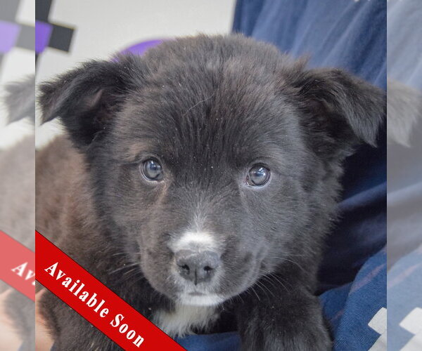 Medium Photo #1 Golden Retriever-Unknown Mix Puppy For Sale in Huntley, IL, USA