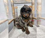 Small #2 Goldendoodle (Miniature)