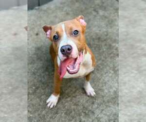 Mutt Dogs for adoption in Crete, IL, USA