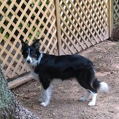 Mother of the Border Collie puppies born on 07/01/2017