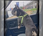 Small Photo #10 French Bulldog Puppy For Sale in FREDERICK, MD, USA