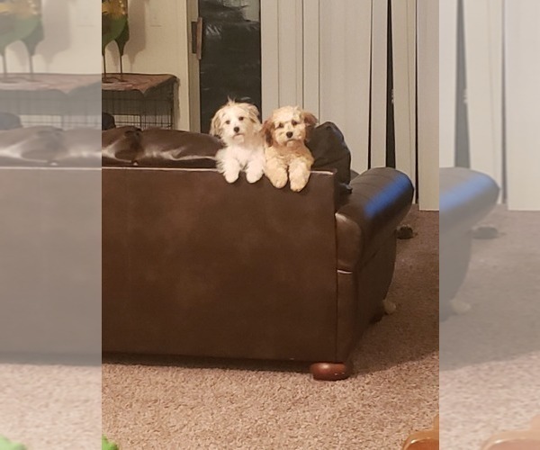 Medium Photo #1 Papitese Puppy For Sale in ORANGEBURG, SC, USA