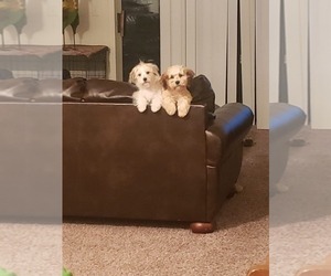 Father of the Papitese puppies born on 08/12/2025