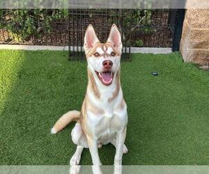 Siberian Husky-Unknown Mix Dogs for adoption in Orange, CA, USA