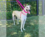 Small #2 Whippet