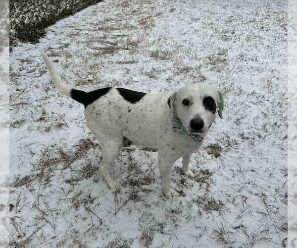Medium Photo #7 Pointer-Unknown Mix Puppy For Sale in Kennesaw, GA, USA