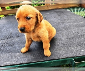 Golden Retriever Puppy for sale in LEON, KS, USA