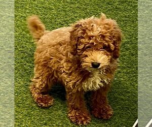 Poodle (Miniature) Puppy for sale in BERKLEY, MI, USA