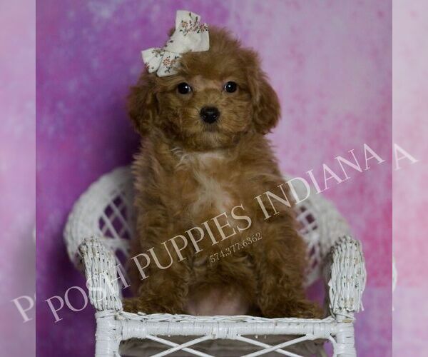 Medium Photo #29 Maltipoo (Miniature) Puppy For Sale in WARSAW, IN, USA