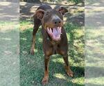 Small #2 Doberman Pinscher
