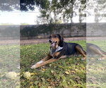 Small Photo #2 Mutt Puppy For Sale in Chandler, AZ, USA