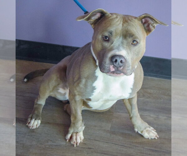 Medium Photo #5 American Bulldog-American Staffordshire Terrier Mix Puppy For Sale in Huntley, IL, USA