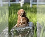 Small Photo #10 Goldendoodle (Miniature) Puppy For Sale in SCHOHARIE, NY, USA