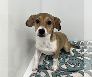 Pembroke Welsh Corgi-Unknown Mix Dogs for adoption in Chico, CA, USA