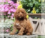 Image preview for Ad Listing. Nickname: Fern