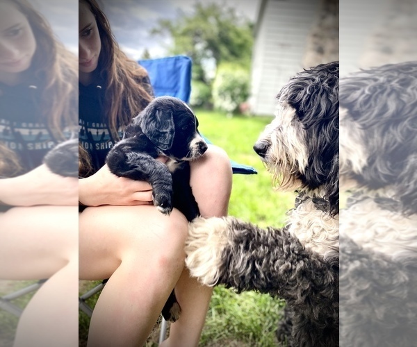 Medium Photo #6 Bernedoodle-Golden Retriever Mix Puppy For Sale in BEULAH, MI, USA