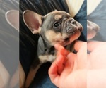Small Photo #26 French Bulldog Puppy For Sale in MANHATTAN, NY, USA