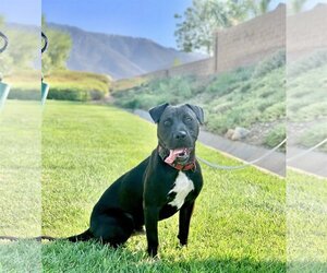 Lincoln - Male American Pit Bull Terrier-Labrador Retriever Mix Dog for Adoption - Photo #14