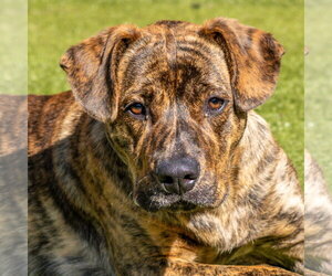 Mutt Dogs for adoption in Hilton Head, SC, USA