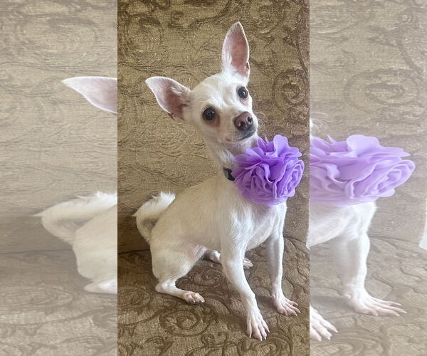 Medium Photo #3 Chihuahua-Unknown Mix Puppy For Sale in Phoenix, AZ, USA