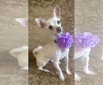 Small Photo #3 Chihuahua-Unknown Mix Puppy For Sale in Phoenix, AZ, USA