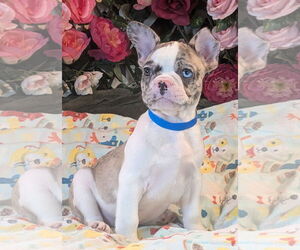 French Bulldog Dogs for adoption in Bon Carbo, CO, USA